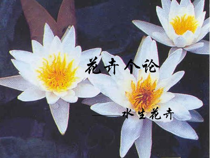 水生花卉(2012王).ppt_第1页
