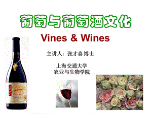 葡萄与葡萄酒文化20120306.ppt