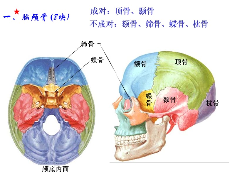 《人体解剖学》--颅骨-(1).ppt_第3页