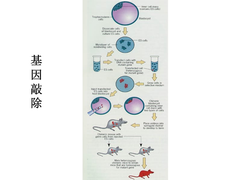 细胞生物学-3细胞生物学研究方法-02.ppt_第1页