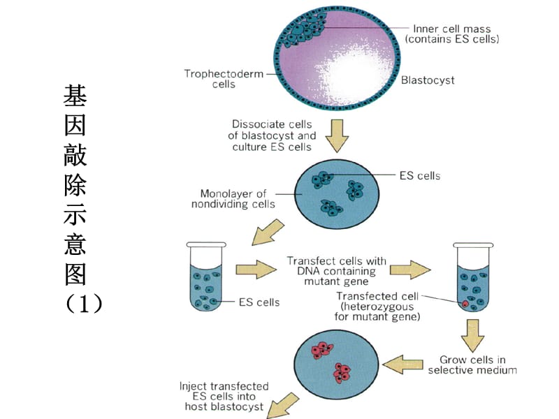 细胞生物学-3细胞生物学研究方法-02.ppt_第2页