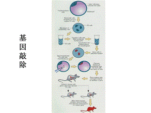 细胞生物学-3细胞生物学研究方法-02.ppt