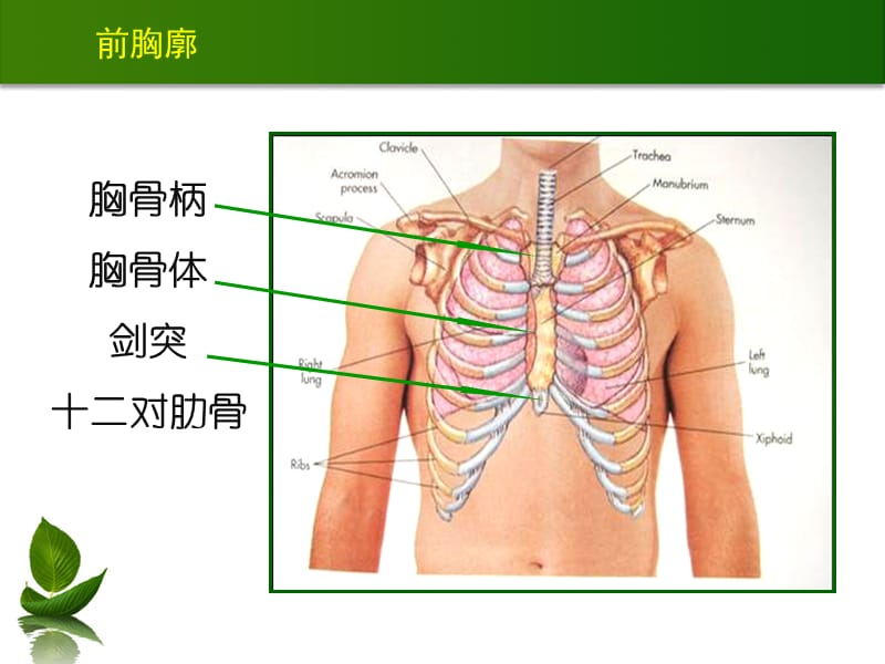 胸肺检查(20110926).ppt_第3页