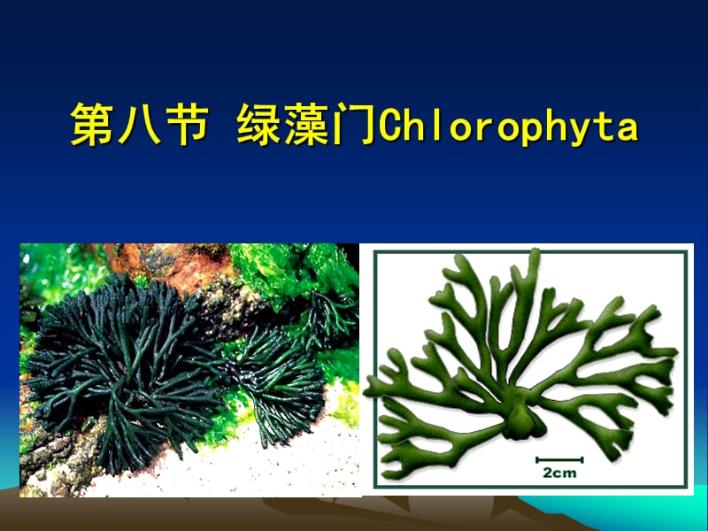 11第八节绿藻门Chlorophyta.ppt_第1页