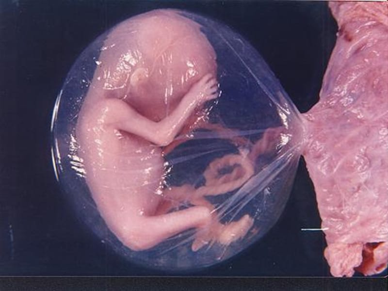组织学与胚胎学第十四章 家畜早期胚胎发育.ppt_第2页