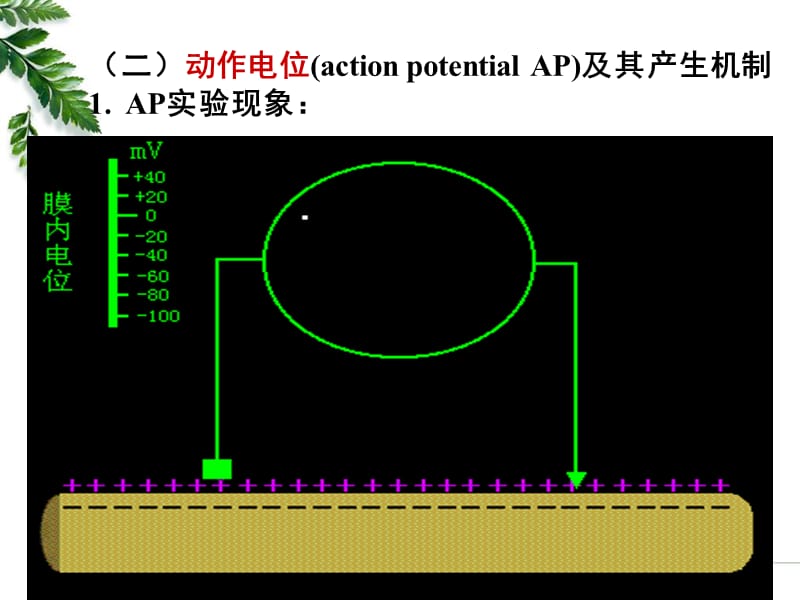 12级药学本科-细胞的基本功能2.ppt_第1页