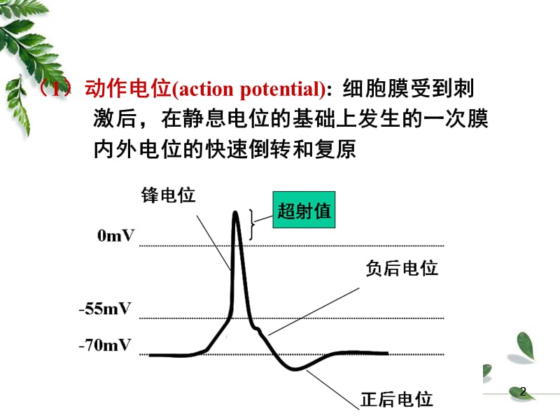 12级药学本科-细胞的基本功能2.ppt_第2页