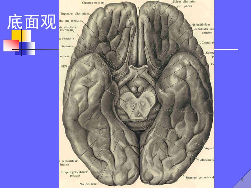 2013中枢神经解剖与病变定位.ppt_第3页