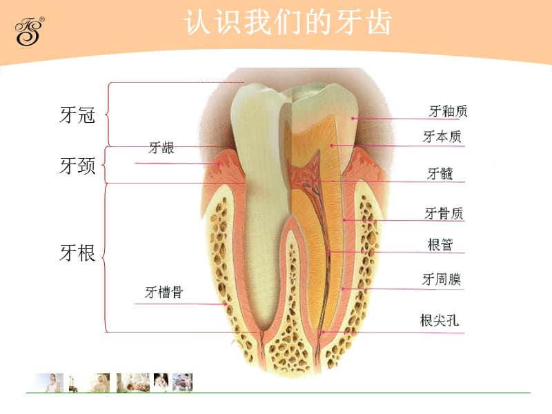 【经典资料】全国爱牙日资料--牙齿常见病的防治及牙齿保健知识.ppt_第2页