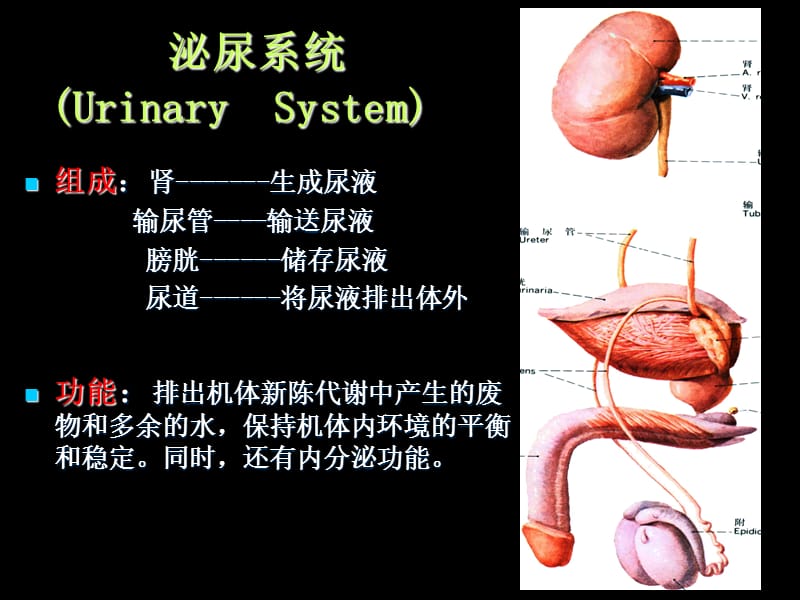 第四次课 泌尿系统 男.ppt_第2页