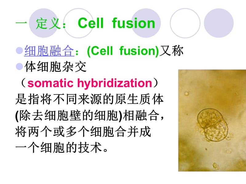 细胞生物学实验细胞融合.ppt_第3页