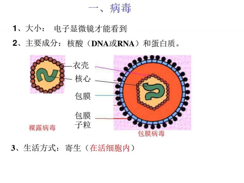 上海高考生物复习会考显微镜下的微生物.ppt.ppt_第3页