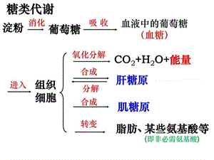 上海高考高三生物复习血糖的平衡及其调节_图文.ppt.ppt