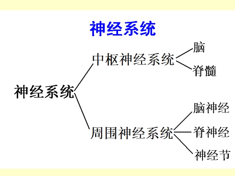 医学基础知识PPT讲座-神经组织.ppt_第3页