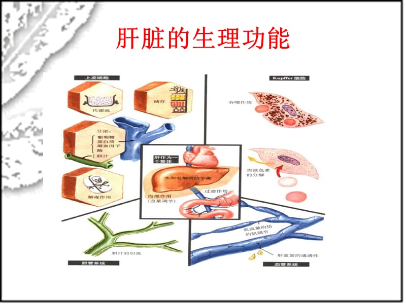 肝功能损害与sepsis管向东 ppt课件.ppt_第3页