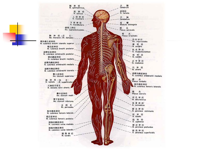 中枢神经系统解剖.ppt_第2页