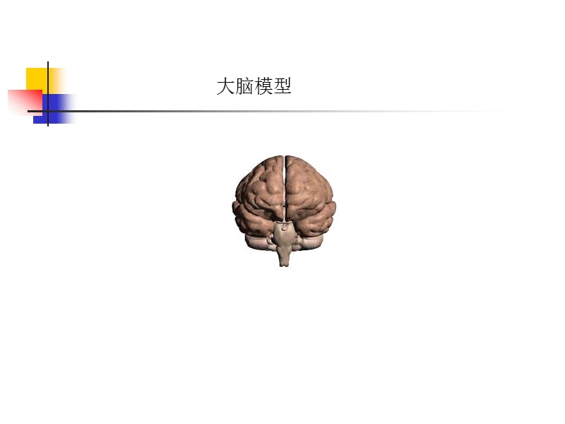 中枢神经系统解剖.ppt_第3页