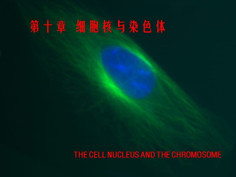 《细胞生物学》100 细胞核与染色体.ppt_第1页