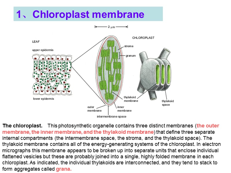 费晓方《细胞生物学》07chapter5ii energy generation in mitochondria and chloroplasts.ppt_第2页