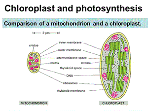 费晓方《细胞生物学》07chapter5ii energy generation in mitochondria and chloroplasts.ppt