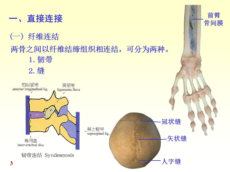 温州医科大学《系统解剖学》关节学-2012-2013-2.ppt_第3页