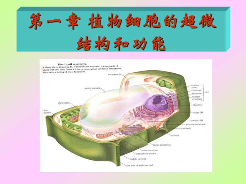 细胞结构与功能教课.ppt_第1页