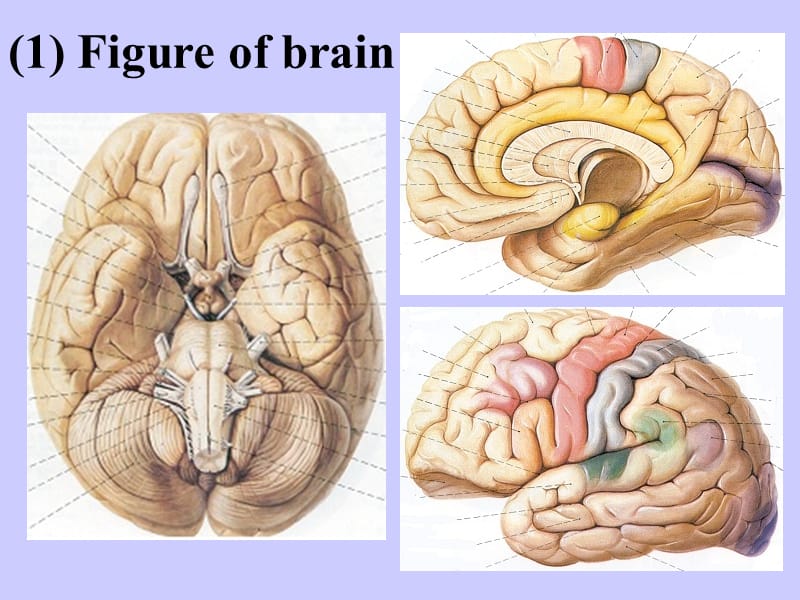 颅脑横断层解剖学.ppt_第3页