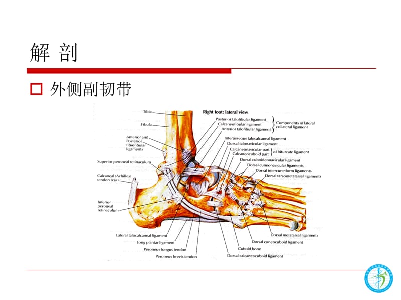 踝关节韧带损伤与修复 ppt课件.ppt_第3页