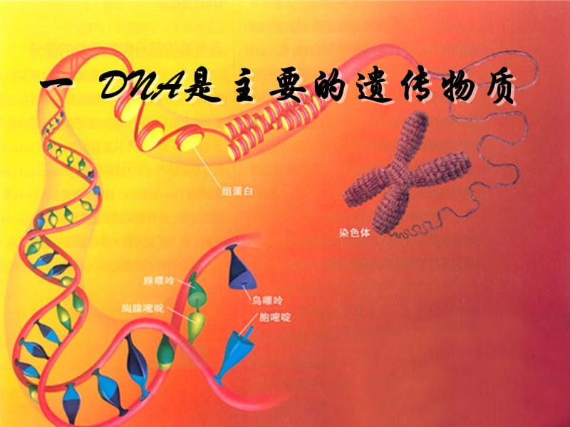 高中生物《DNA是主要的遗传物质》精品课件.ppt_第1页