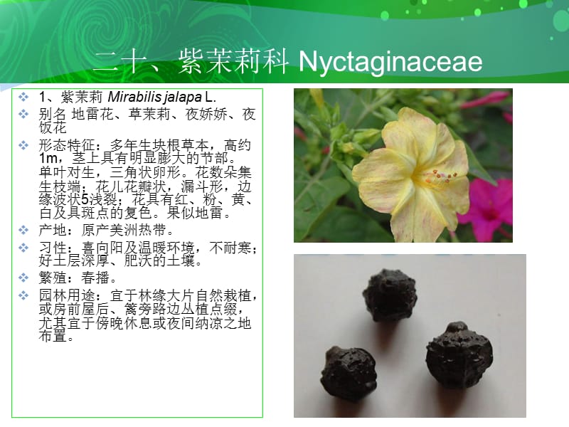 二十紫茉莉科Nyctaginaceae.ppt_第2页