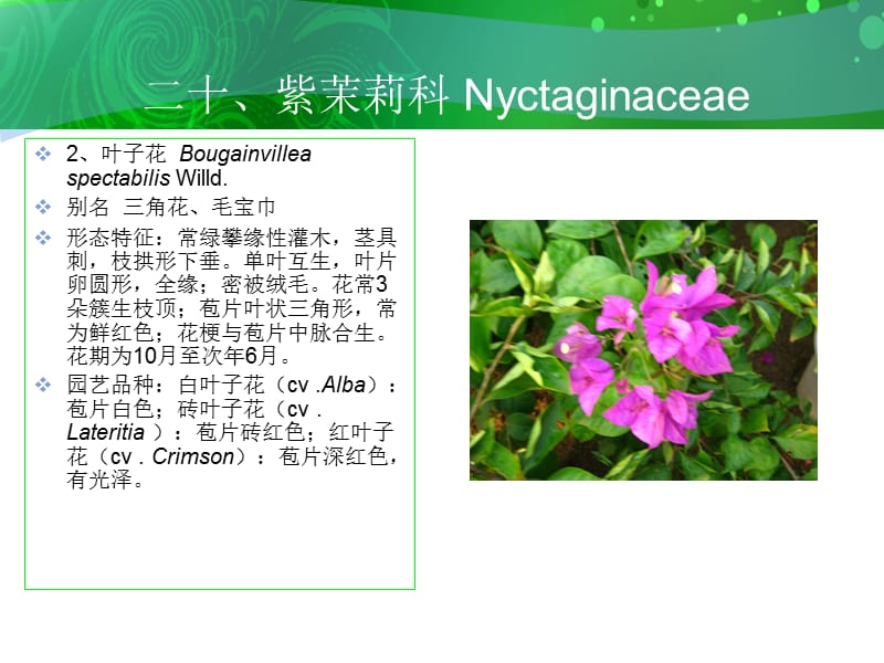 二十紫茉莉科Nyctaginaceae.ppt_第3页