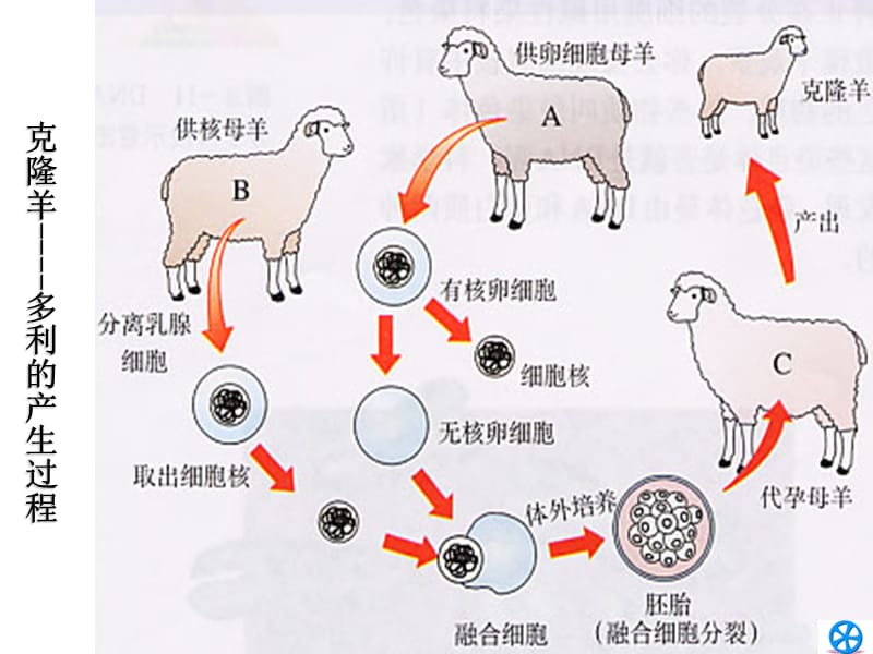 克隆羊----多利的产生过程.ppt_第1页