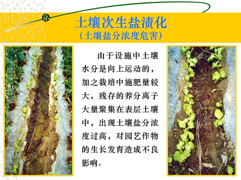 第五节园艺设施内的土壤及调节技术.ppt_第3页