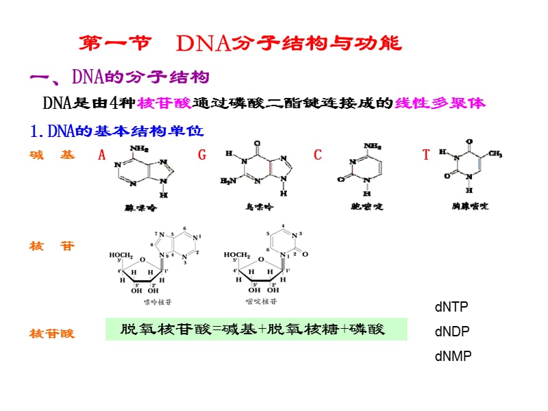 第三章DNA多态性分析基础.ppt_第3页