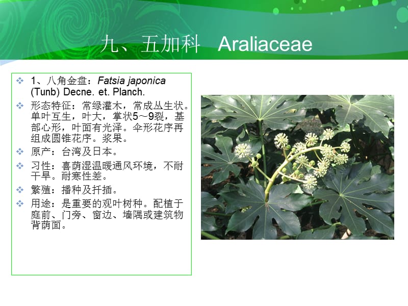 九五加科Araliaceae.ppt_第2页