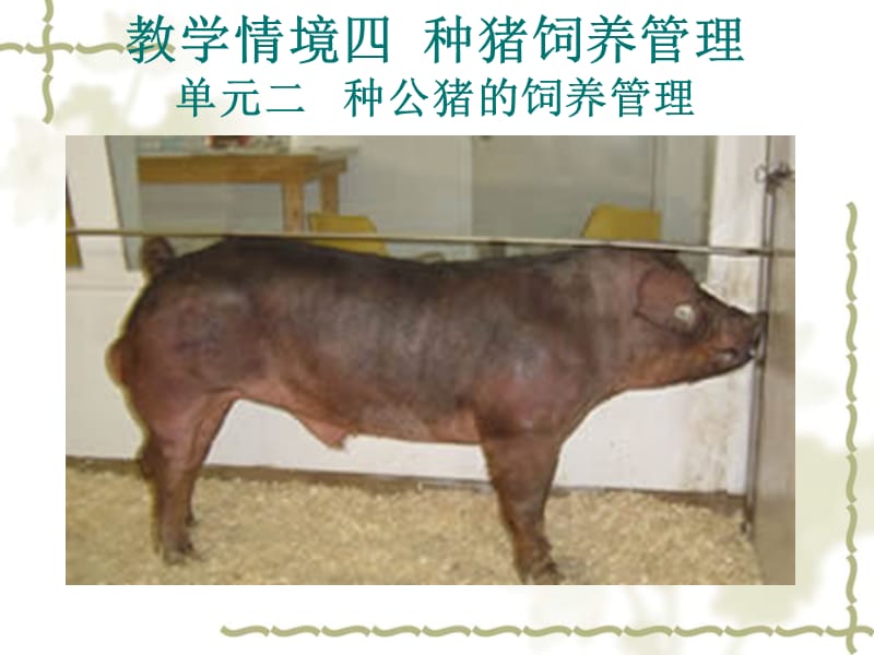 教学情境四种猪饲养管理单元二种公猪的饲养管理.ppt_第1页
