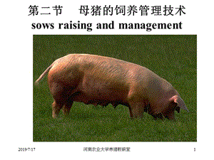 第二母猪的饲养管理技术sowsraisingandmanagement.ppt