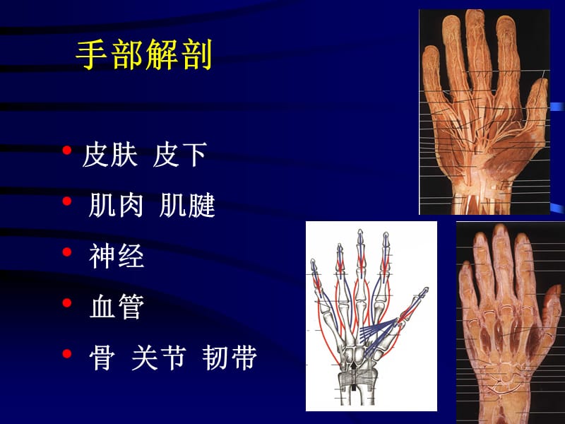 手外伤教学幻灯ppt课件.ppt_第2页