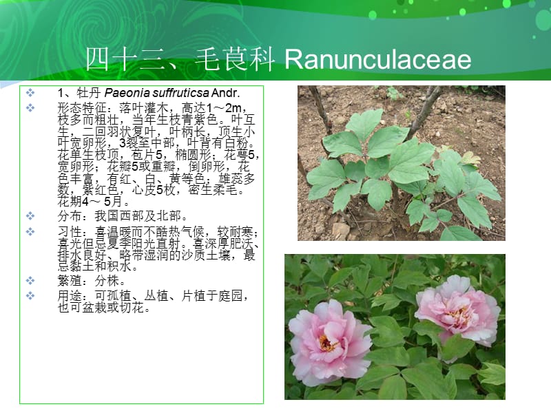 四十三毛茛科Ranunculaceae.ppt_第2页