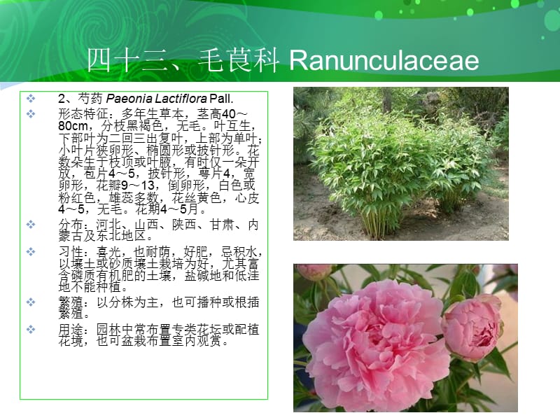 四十三毛茛科Ranunculaceae.ppt_第3页