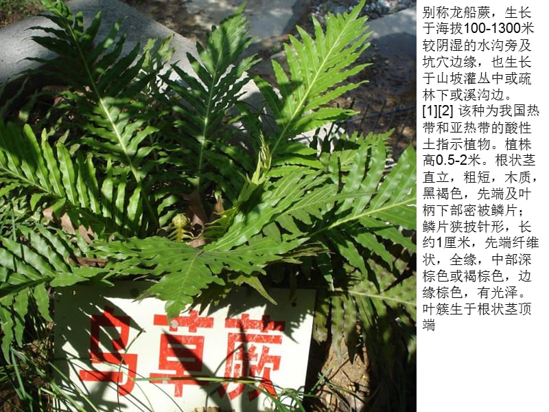 七中校园植物介绍.ppt_第2页