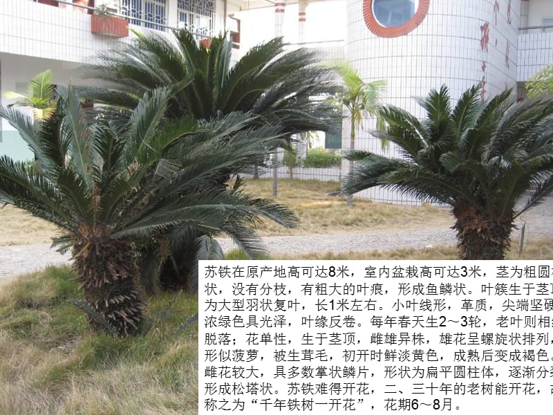 七中校园植物介绍.ppt_第3页
