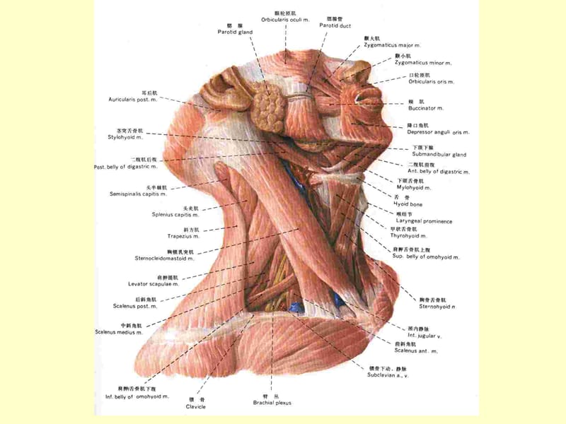 颈部精细解剖.ppt_第3页