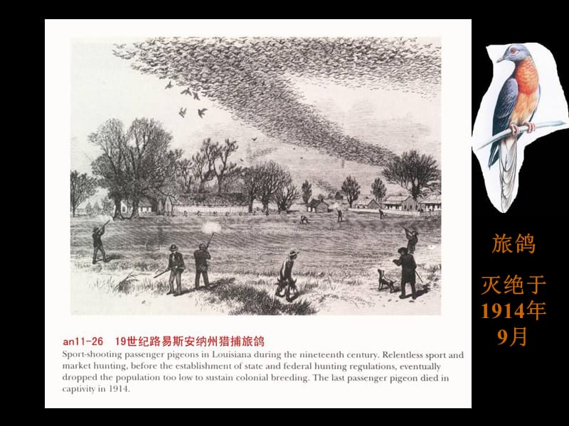 旅鸽灭绝于1914年9月.ppt_第3页