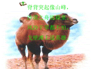 16_找骆驼课件.ppt