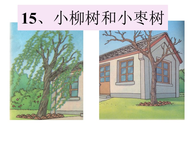 15课件小柳树和小枣树.ppt_第1页