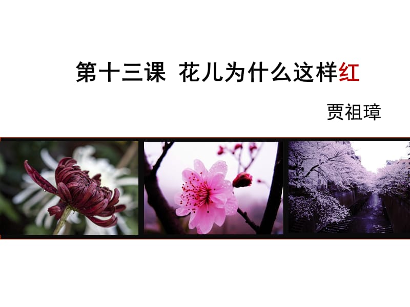 2019年花儿为什么这样红--孟桐舟精品教育.ppt_第1页