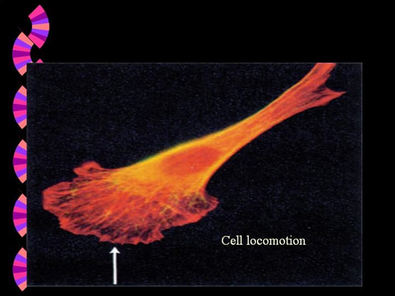 2019年进化生物学2章细胞的起源和演化精品教育.ppt_第2页