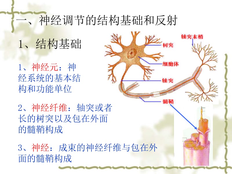 2.1《通过神经系统的调节》+课件+王新燕.ppt_第2页