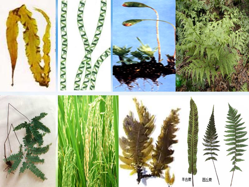 2019年藻类、苔藓和蕨类植物 (3)精品教育.ppt_第2页